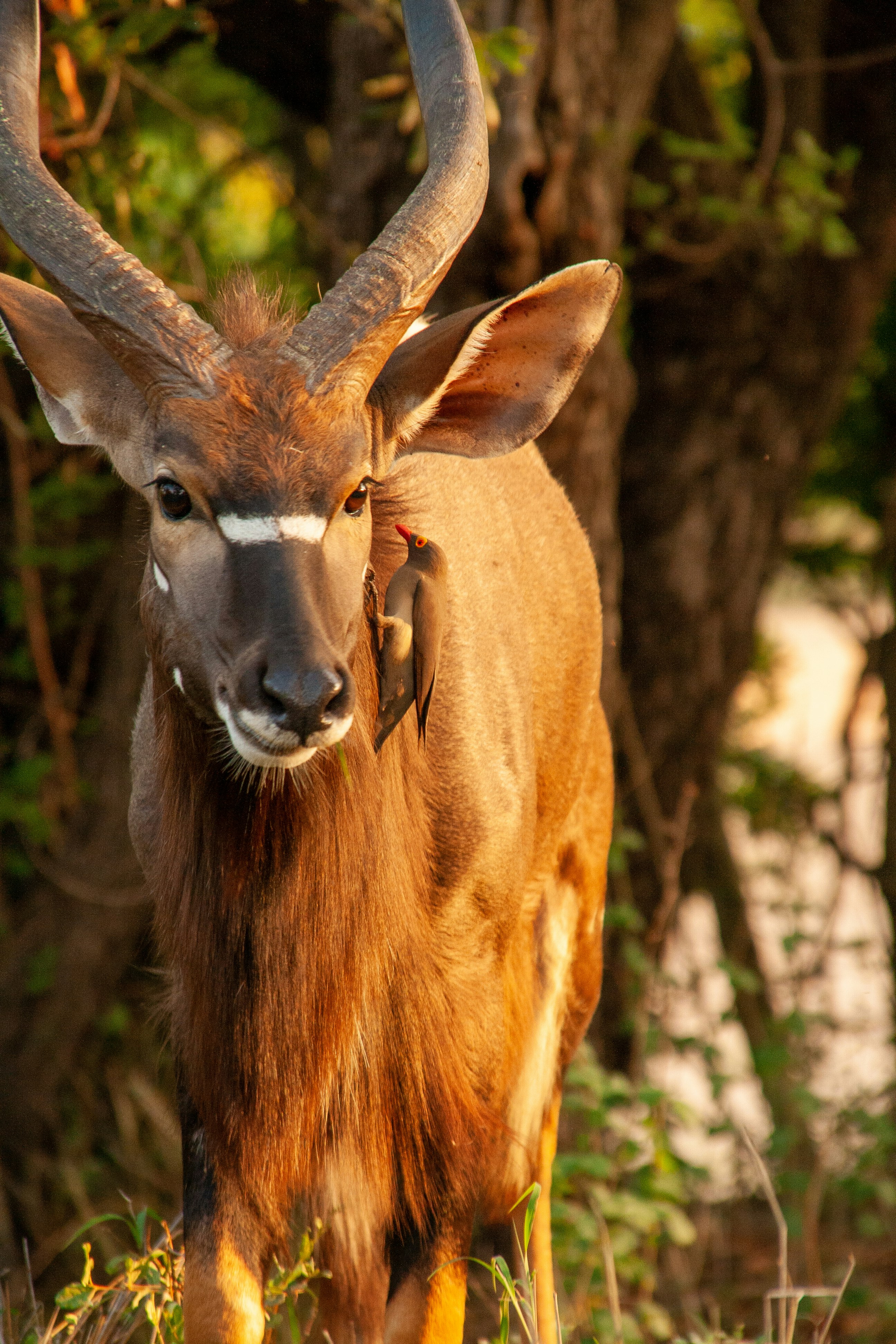 brown deer standing near green trees during daytime